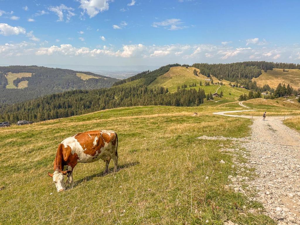Zvířata v apartmánu nebo okolí