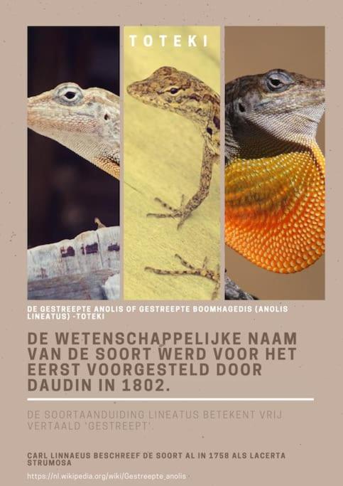 Fotografie z fotogalerie ubytování Totéki v destinaci Willemstad