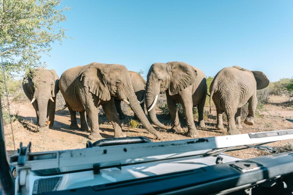 un gruppo di elefanti che camminano nella terra di Omaruru Game Lodge a Omaruru