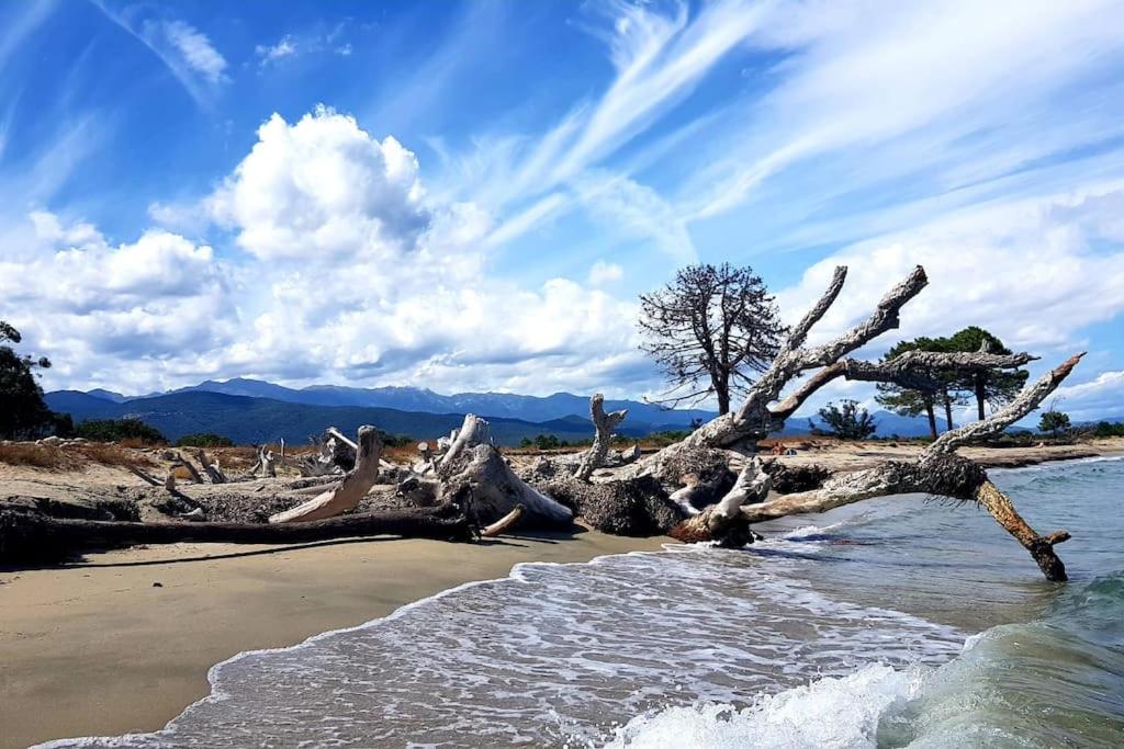 a dead tree laying on a beach next to the water at Maison de vacances in Ventiseri