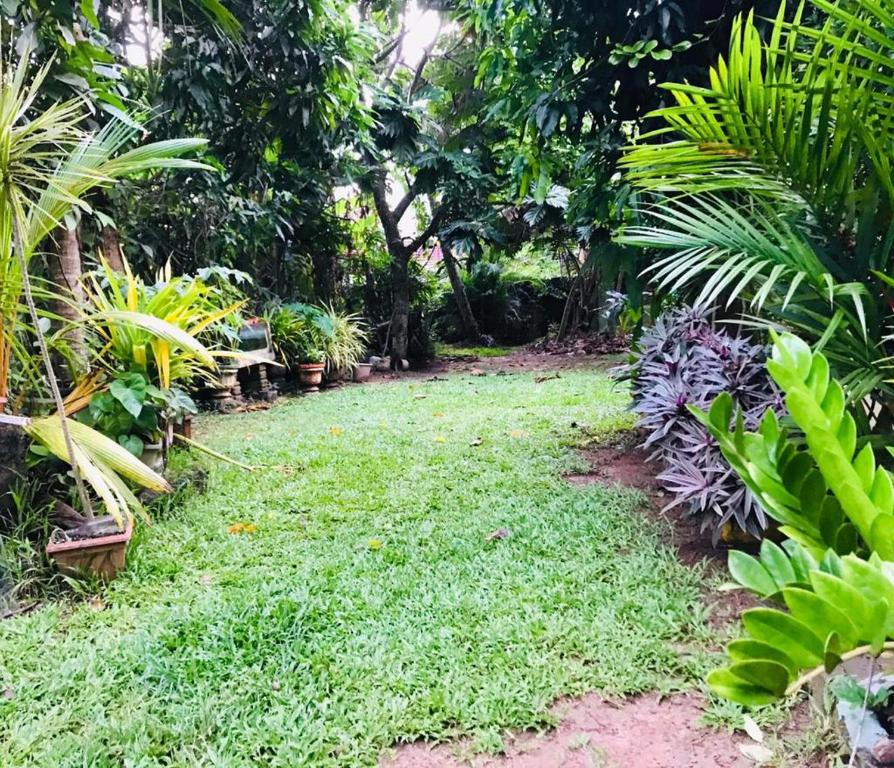 Zahrada ubytování Green jade Inn Mirissa