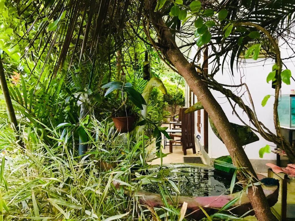 Zahrada ubytování Green jade Inn Mirissa