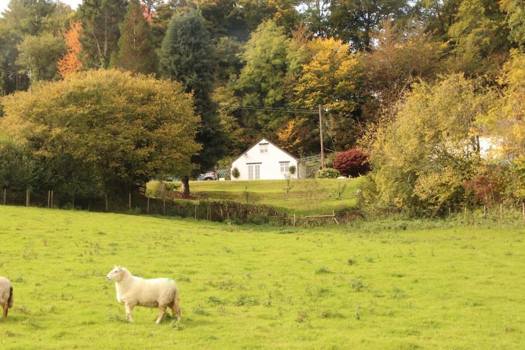 three sheep grazing in a field with a house in the background at Garn Lodge in Newtown