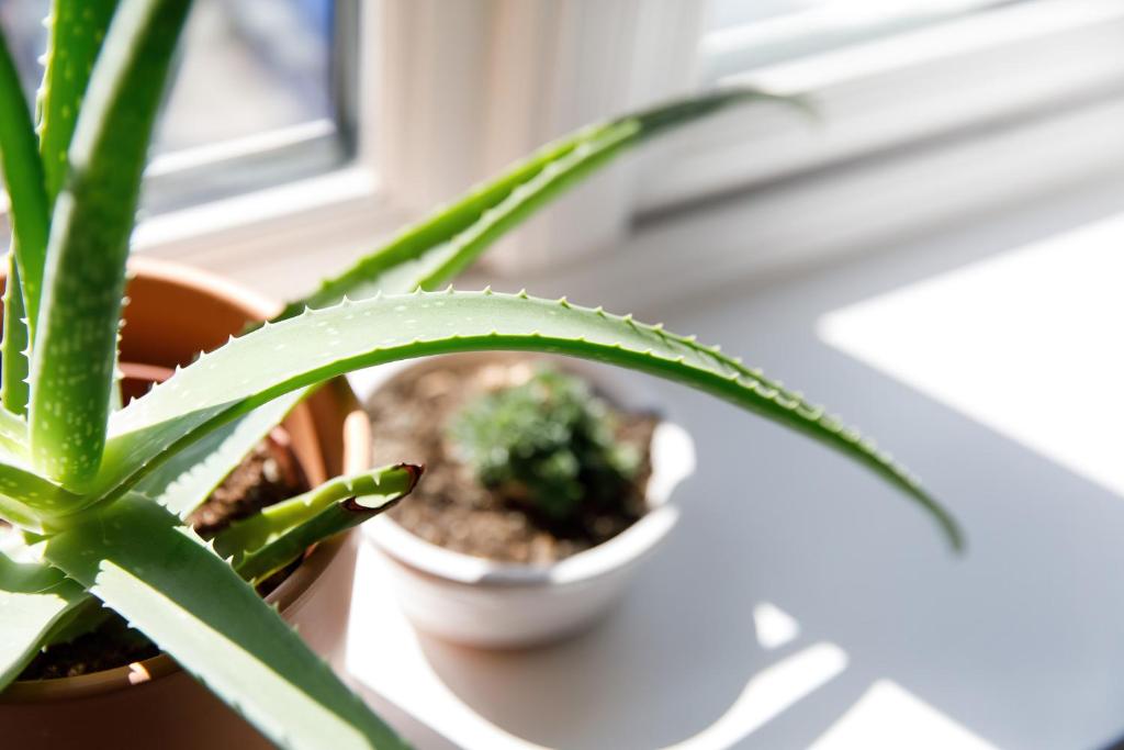 a potted plant sitting on a window sill at Sanderling House, walk to beach in Earnley