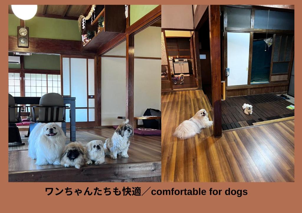 Domácí mazlíčci ubytovaní s hosty v ubytování 農家古民家ねこざえもん奥屋敷 Nekozaemon-Gest house