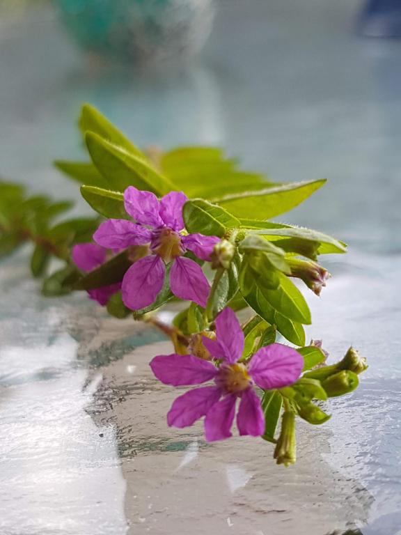 Zahrada ubytování Jasmine - Morfi Village