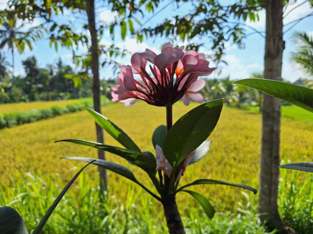 una flor rosa en una planta en un campo en Bunga Maliq Bungalow Lombok, en Tetebatu