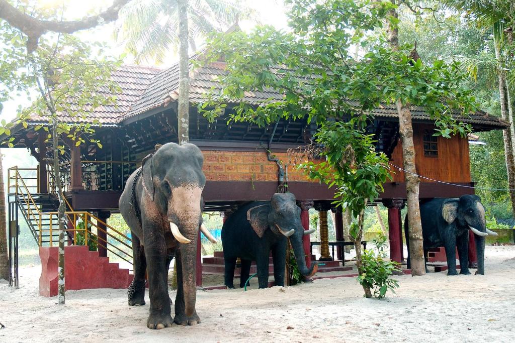 three elephants standing in front of a building at Elephant Courtyard- A Heritage Homestay in Alleppey