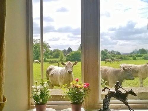 um grupo de vacas olhando para fora de uma janela com flores em Battens Farm Cottages B&B em Yatton Keynell