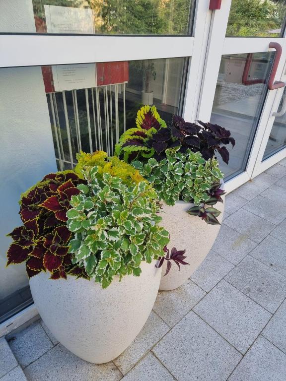 Κήπος έξω από το Sluníčkový apartmán A9 v Chomutově