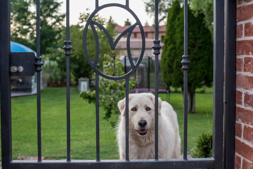 Zwierzęta zatrzymujące się w obiekcie Il Martinetto Bed & Breakfast