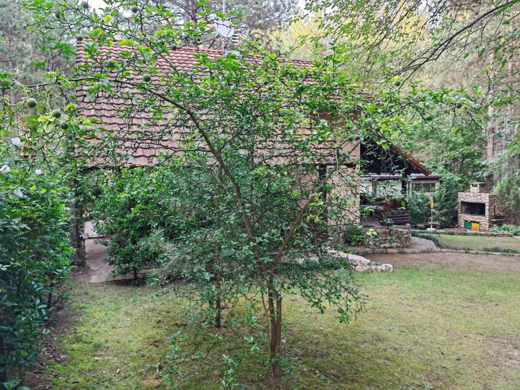 Zahrada ubytování Apartmani Todorovic