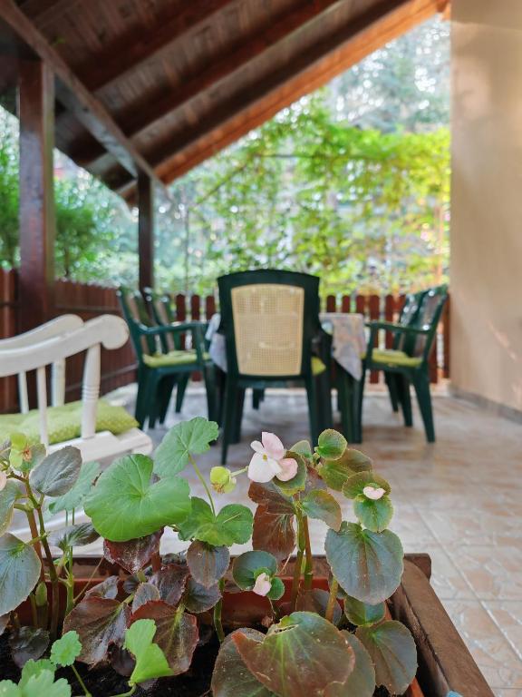 Zahrada ubytování Apartmani Todorovic