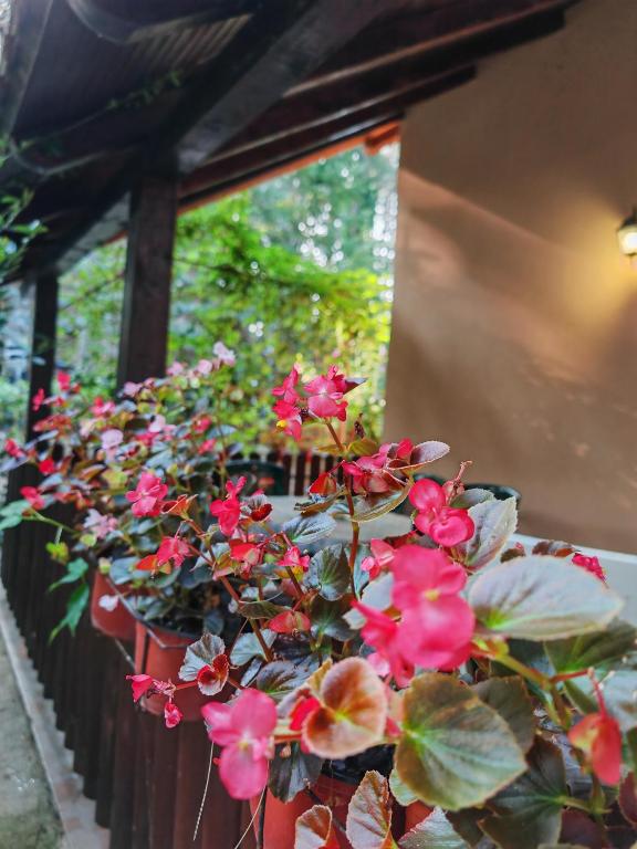Zahrada ubytování Apartmani Todorovic