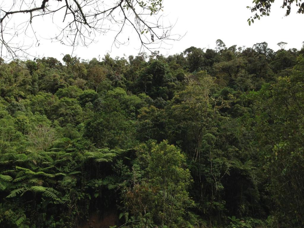 a forest filled with lots of lush green trees at CDS in Oxapampa