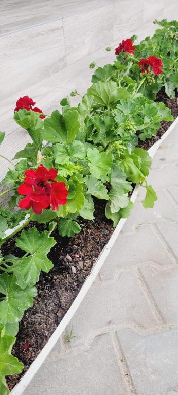 Zahrada ubytování Casa Domnească