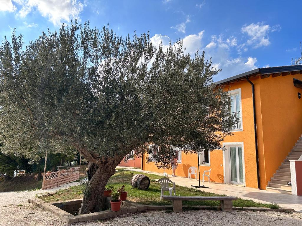 a tree and a bench in front of a building at Agriturismo Collamato in San Severino Marche