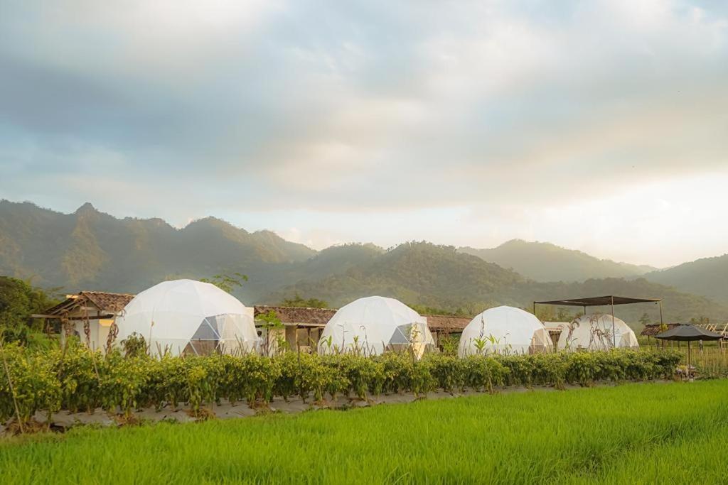 four domes in a field with mountains in the background at Borobudur Luxury Glamping in Magelang