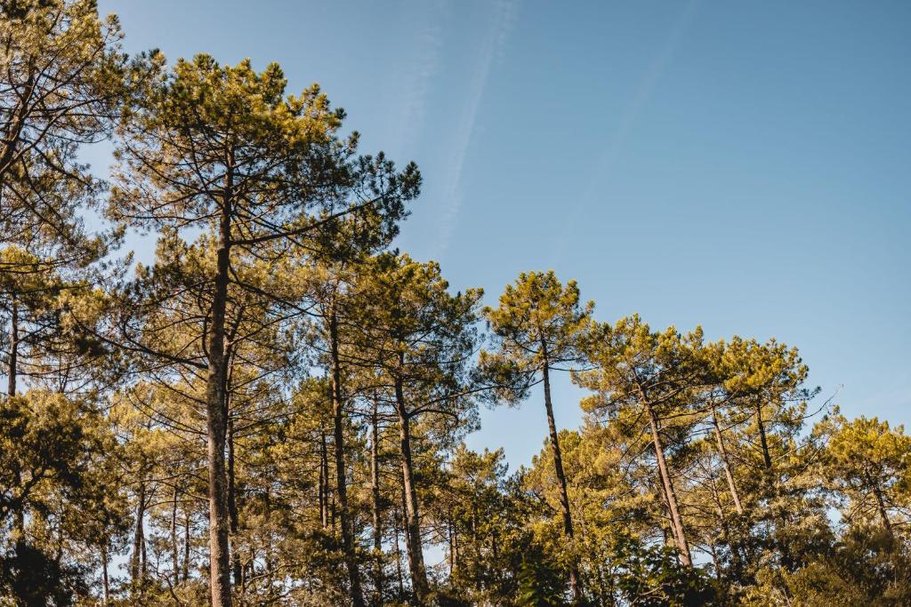 a group of trees with autumn leaves at Les Maritimes in Seignosse