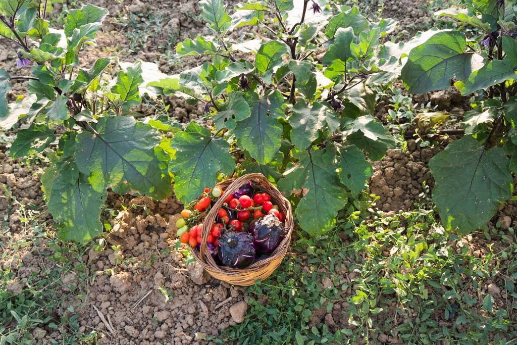 Nèroli Bio Relais - Resim 17