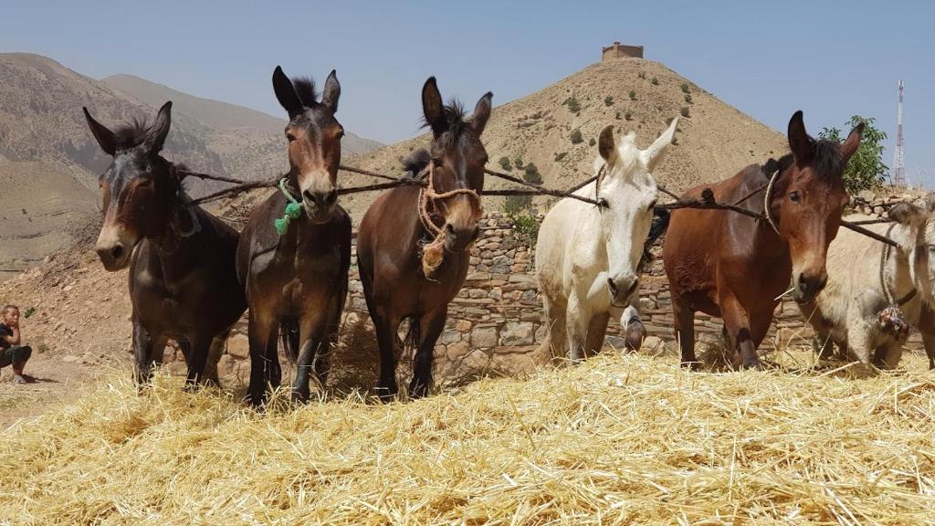 Animales en la casa de huéspedes o alrededores
