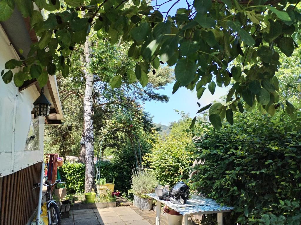 Aurec-sur-Loire的住宿－mobile home aux Rives D'Aurec，坐在花园里桌子上的猫