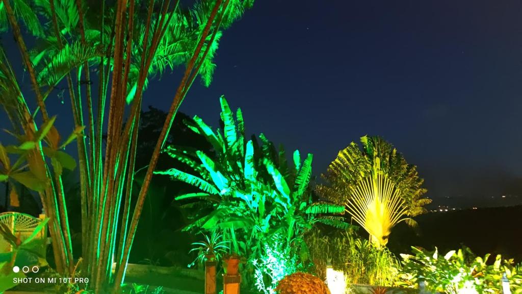 a group of palm trees lit up at night at Concept Kreyol in Sainte-Rose
