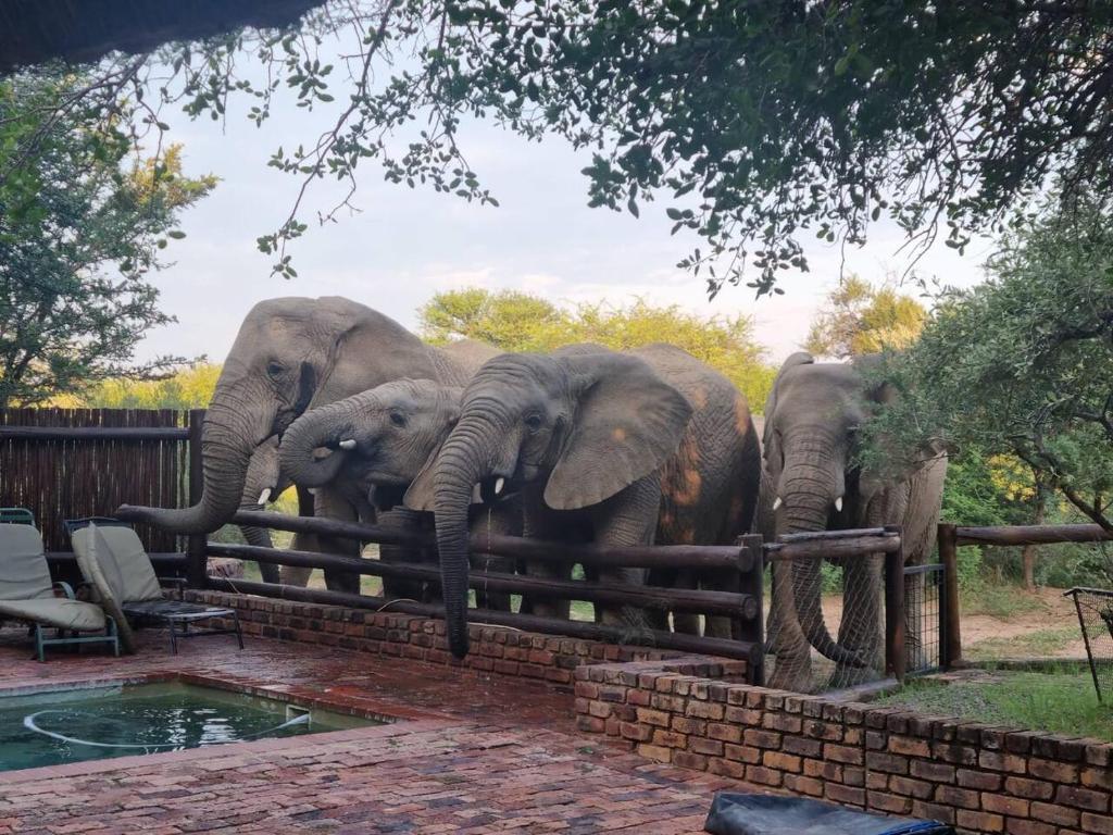 a group of elephants standing behind a fence at Bateleur Lodge, Mabalingwe in Bela-Bela