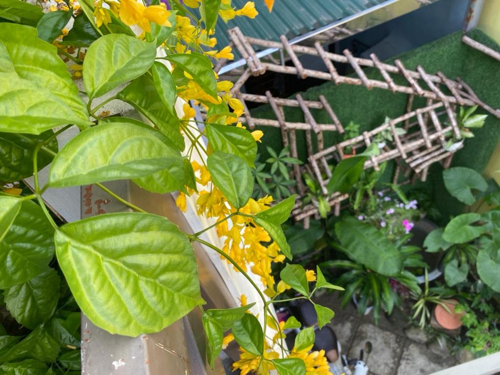 Zahrada ubytování SEVEN HOMESTAY(HUE)