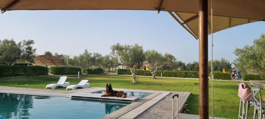 pies leżący obok basenu w obiekcie Maison dolce vita w mieście Ţūzah