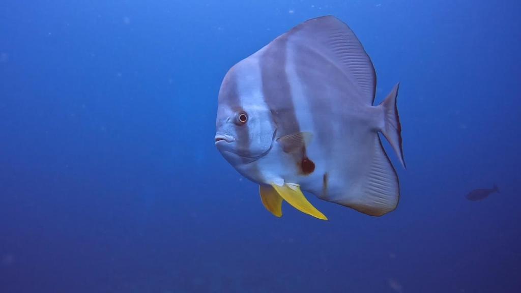 Rashuthere Maldives photo