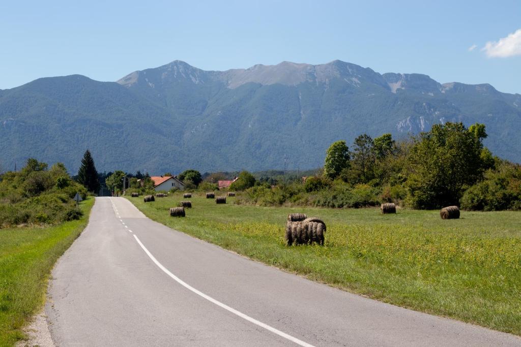 a group of animals grazing in a field next to a road at Lucija in Lovinac