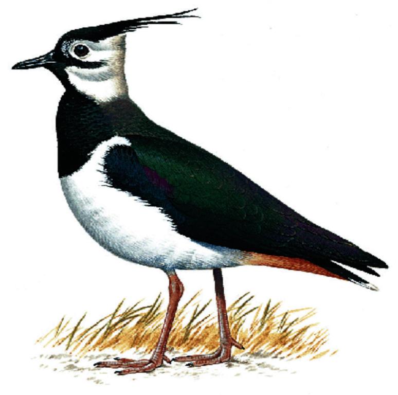 a drawing of a bird standing in the grass at The Pyewipe in Lincoln