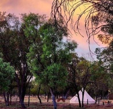 a group of trees and a white tent in a field at Box Flat Belle Off Grid Glamping in Lightning Ridge