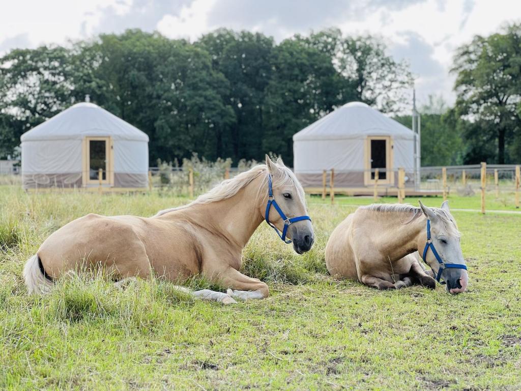 due cavalli che giacciono nell'erba in un campo di Magnolia Hoeve - overnachten in de natuur op een paarden resort 