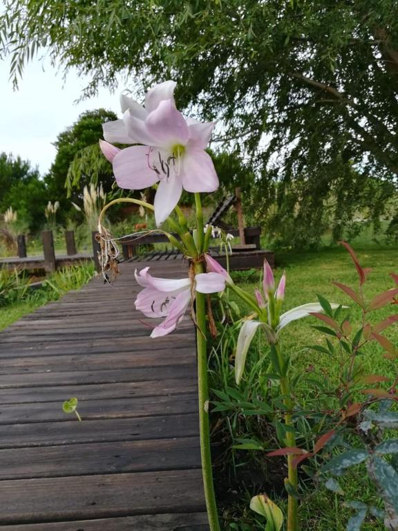 Siroy Lily Flower Best Flower Site