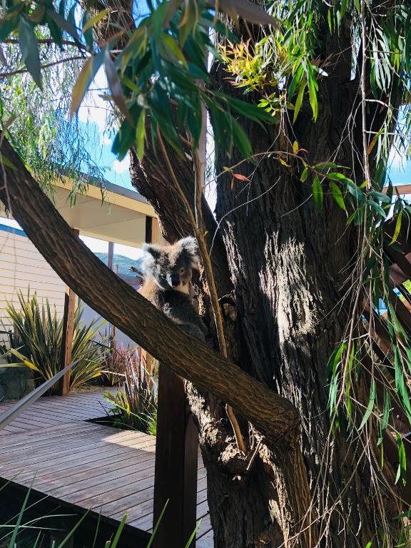 a koala sitting on top of a tree branch at Sandpiper Motel Apollo Bay in Apollo Bay