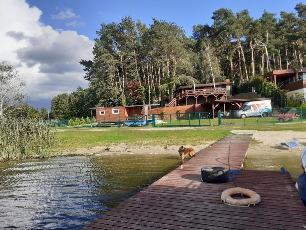 un cane in piedi su un molo accanto a un corpo d'acqua di Sommerhaus am See a Ślesin