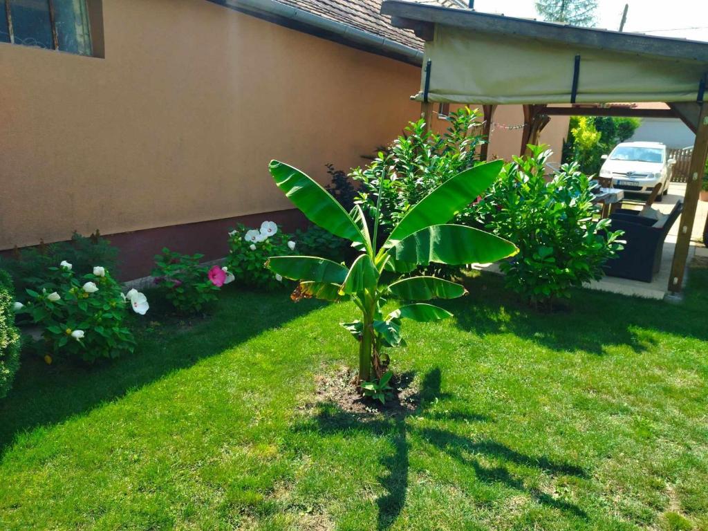 Vonkajšia záhrada v ubytovaní Csaba apartman