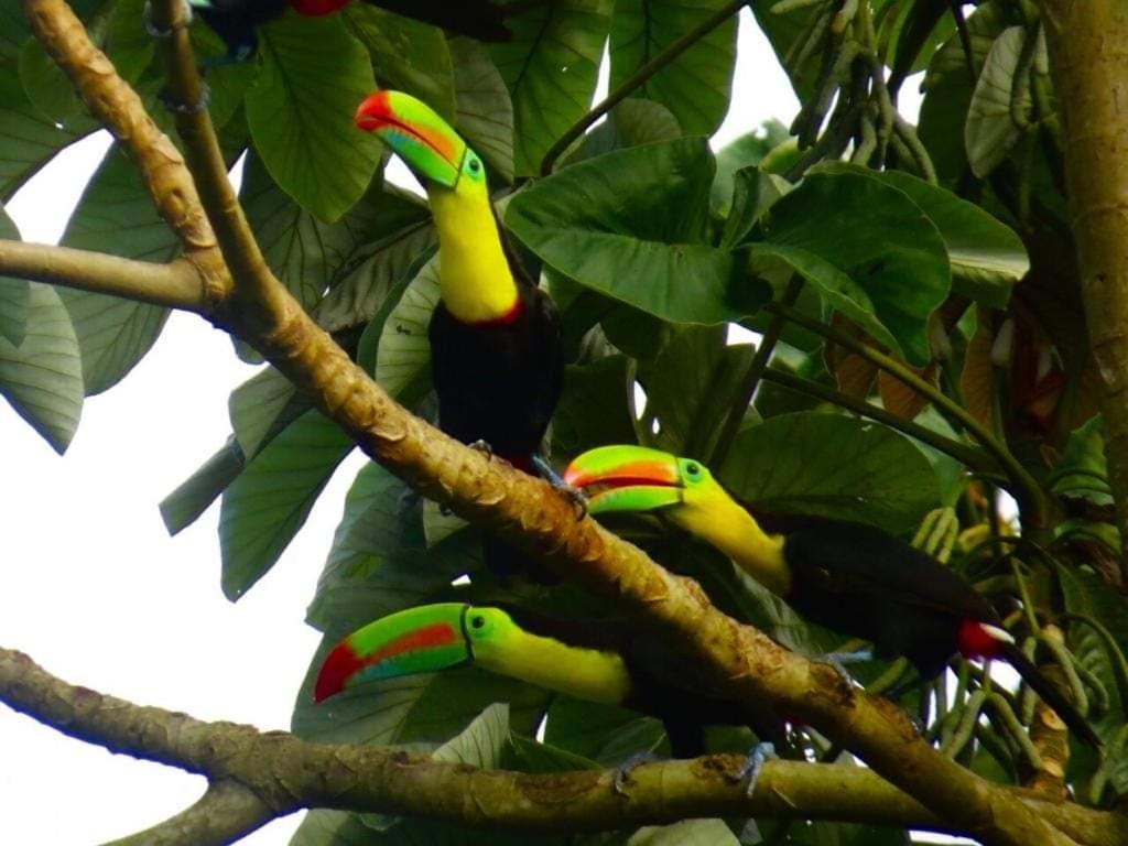 três pássaros coloridos sentados num galho de árvore em Cabaña la Hamaca Grande un encuentro con la naturaleza em El Zaino