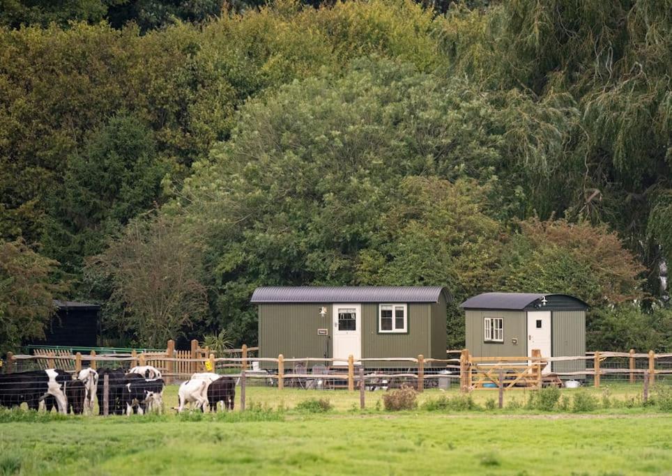 a group of cows grazing in a field next to a fence at ‘Tansy’ & ‘Ethel’ Shepherds’ huts in rural Sussex in Arundel