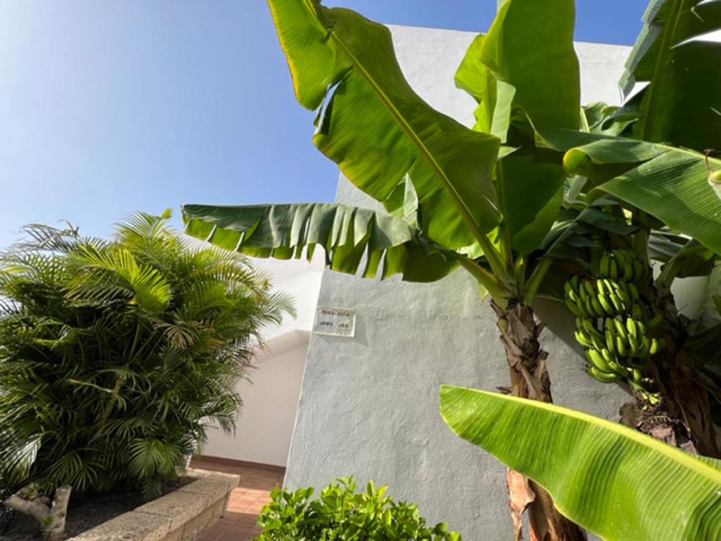 Vonkajšia záhrada v ubytovaní Apartament Malibu Blue