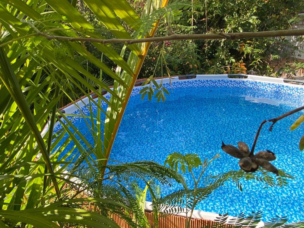 a large blue swimming pool sitting next to some plants at DIAMANT CHERRY in Le Diamant