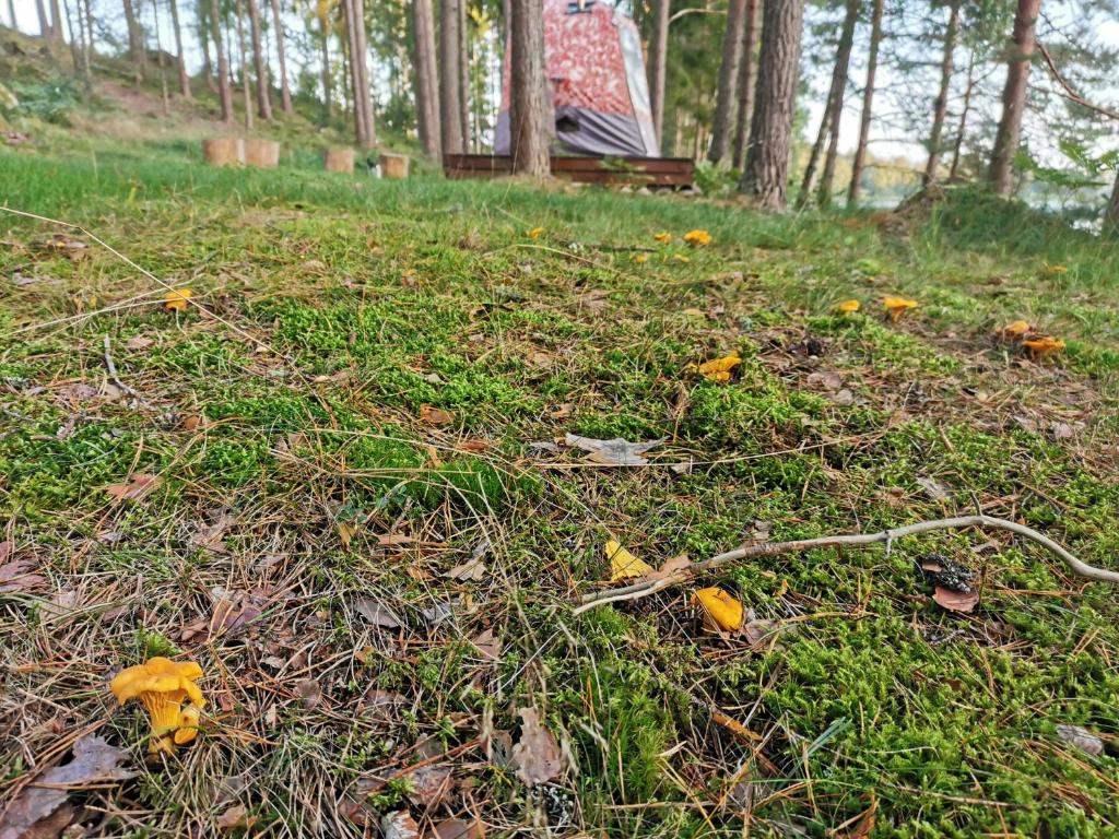 Zahrada ubytování Ainja Puhkemaja
