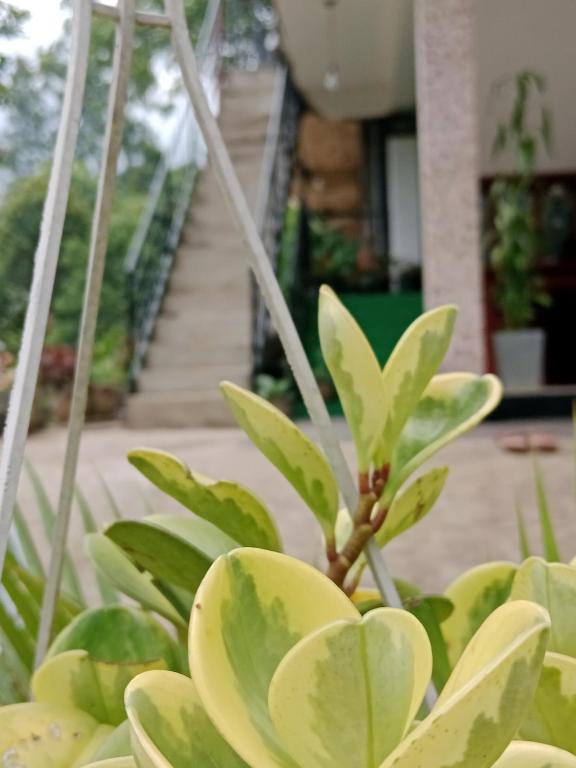 a plant with green leaves in front of a staircase at Ella glory inn in Ella