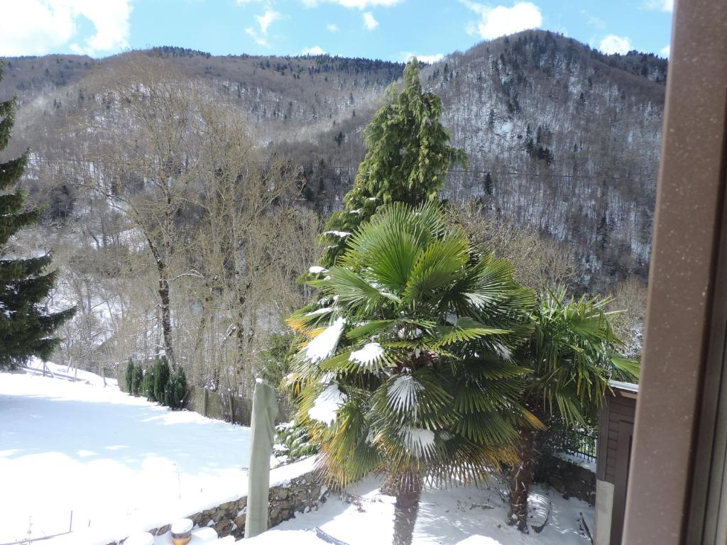 a palm tree in the snow next to a mountain at Gîte d&#39;AURE. Classé en meublé 4 étoiles. 