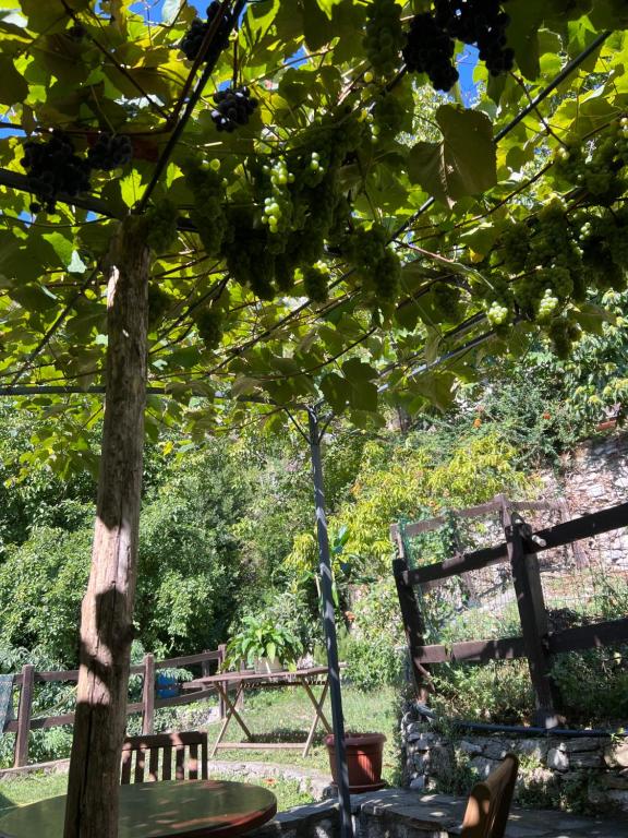 un banco y un árbol en un jardín en Casa Esterina en Garessio