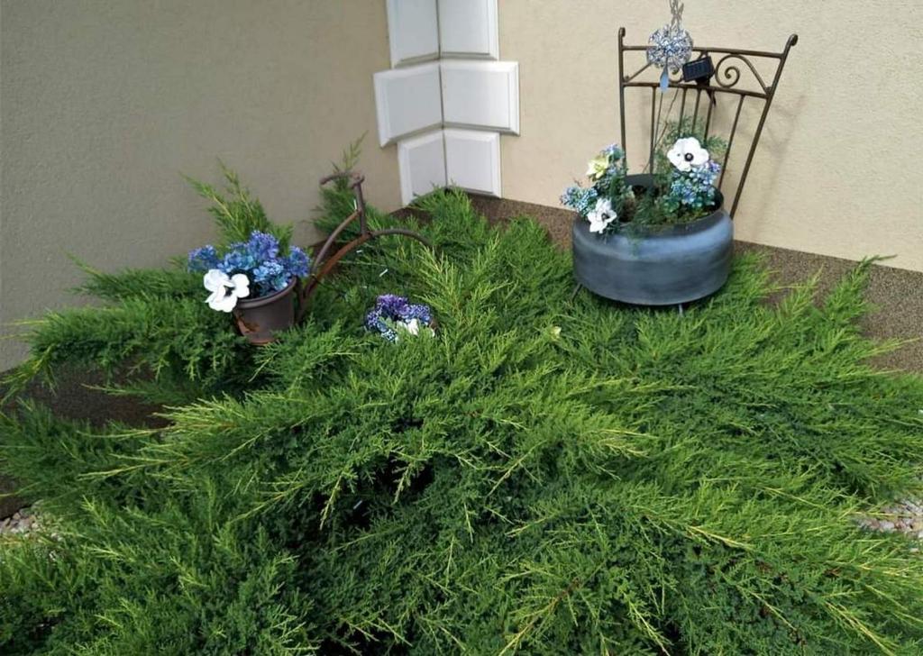 un grupo de plantas y flores sobre una mesa en Bokor Vendégház en Szentes