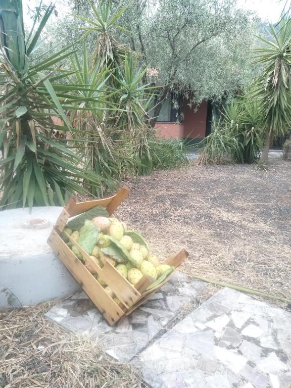 Zahrada ubytování Cuntarati Nature Tourism - Simeto Etna