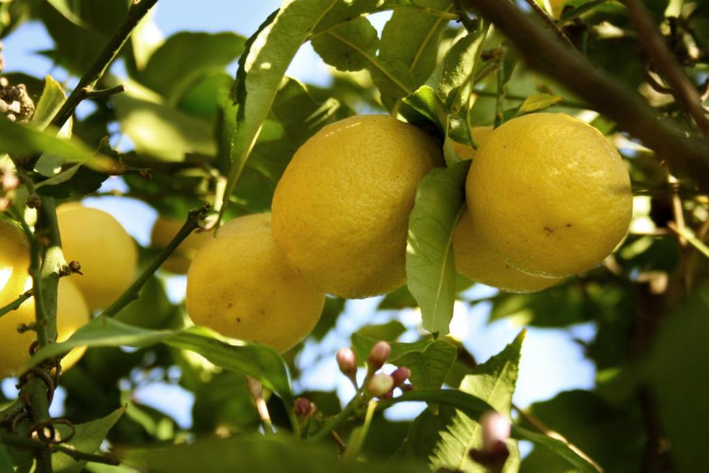 Une bande de citrons jaunes suspendus à un arbre dans l'établissement B&B Il Giardino di Gabri, à Rome